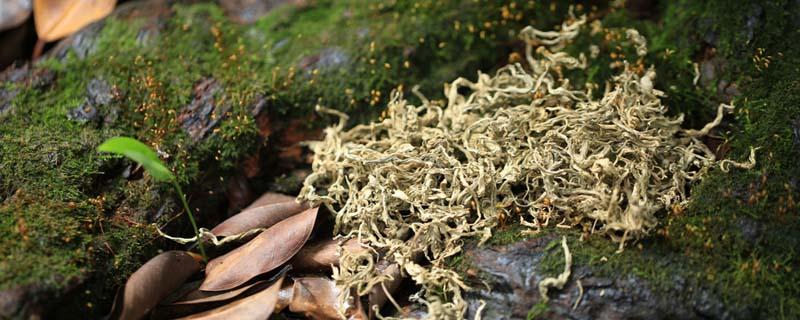 艾叶泡脚可以治疗风寒感冒吗 风寒感冒用什么泡脚好