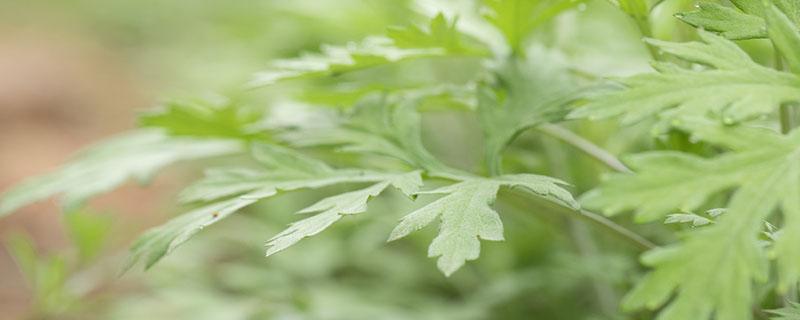 艾草好还是野艾蒿好 艾草和野艾蒿功效一样吗