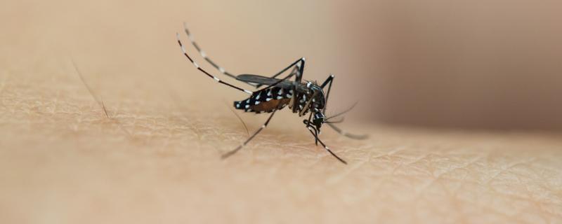 蚊子咬了风油精有用吗 蚊子咬了用风油精几天能好