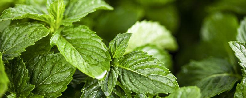 栀子花可以和薄荷泡水喝吗 薄荷栀子花泡茶有什么功效