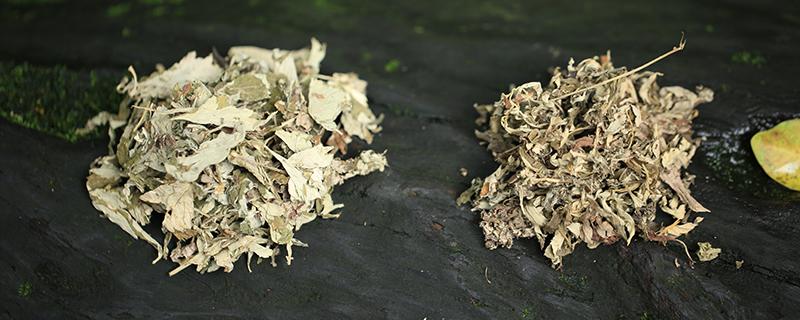 干艾草可以放在床头吗 经常闻艾草有好处吗