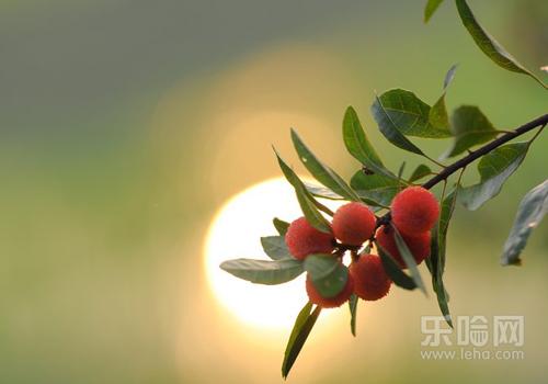 胃不好的人可以吃杨梅吗 一天吃多少杨梅合适