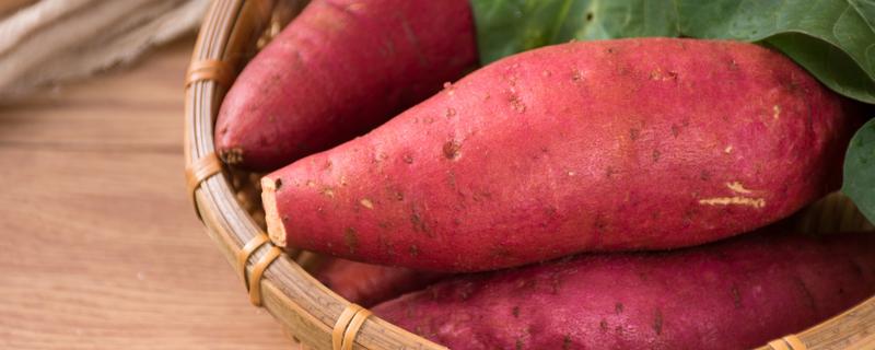 红薯是隔水蒸还是放水里煮 红薯隔水蒸要多久
