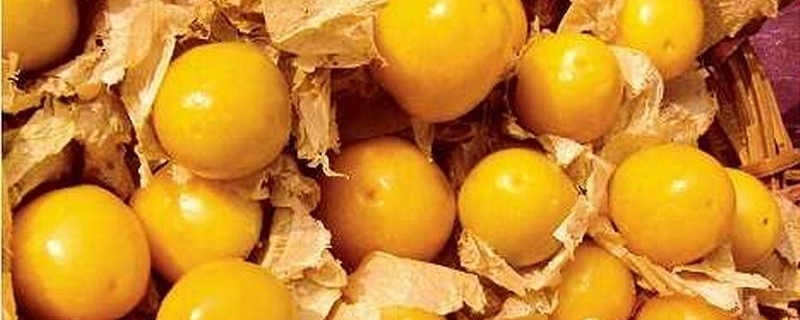 姑娘果跟灯笼果一样吗 灯笼果红的还是黄的好