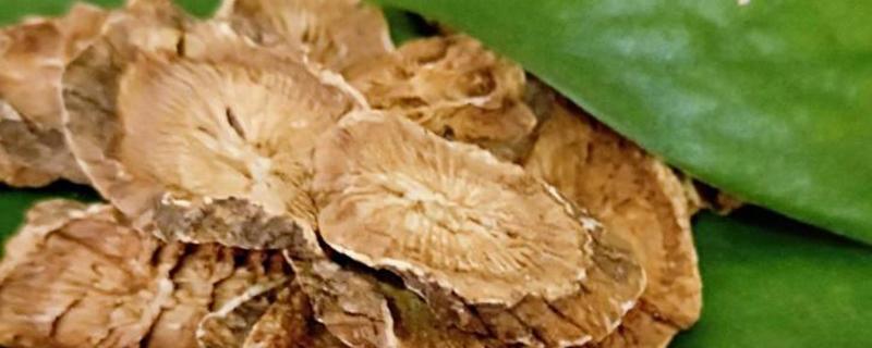 牛蒡根可以直接泡水喝吗 牛蒡根可以吃下去吗