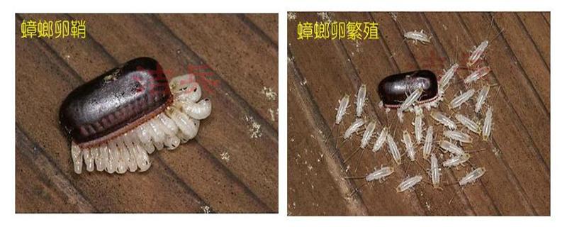 蟑螂卵会寄生在人体吗 蟑螂卵会不会黏在衣服上