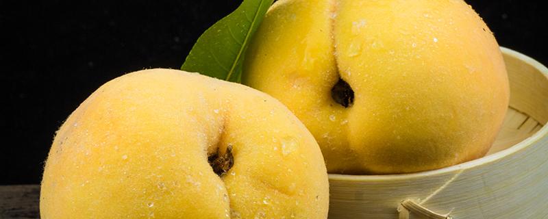 黄桃和杏子有什么关系 杏子和黄桃怎么区分