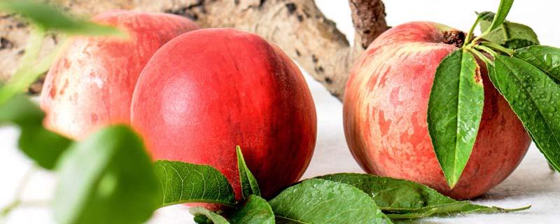 油桃和香梨能一起吃吗 油桃不能和什么一起吃