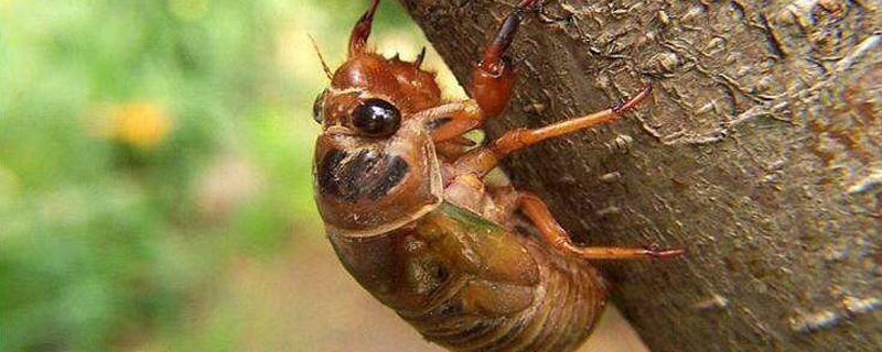 知了的营养价值和危害 知了一天吃多少合适