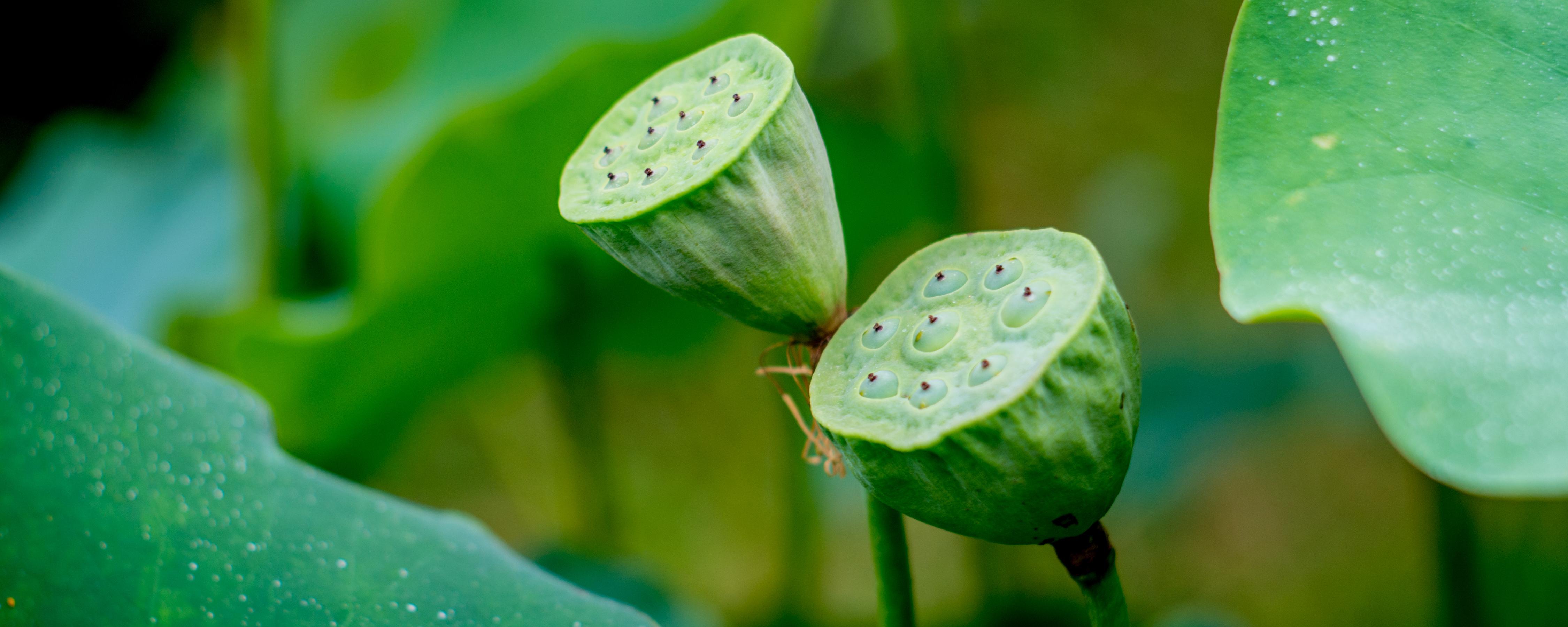 六月份的莲蓬可以吃吗 吃莲蓬会不会长胖