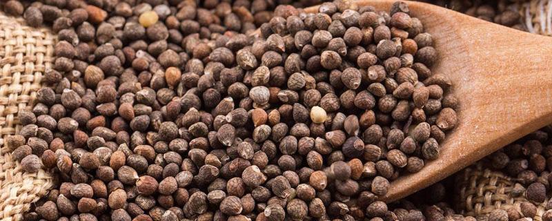 经期能吃奇亚籽吗 奇亚籽的正确吃法