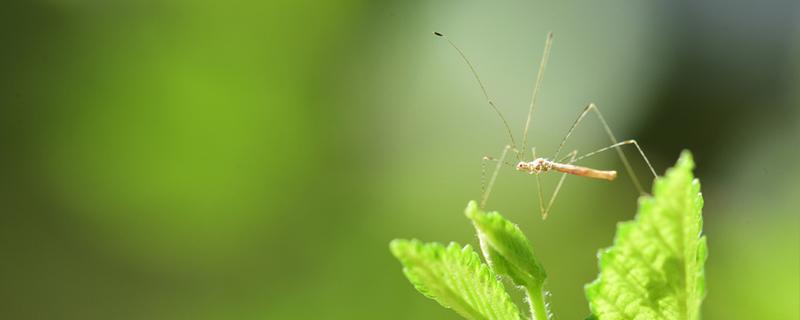蚊子咬的疤痕怎么消 蚊虫叮咬为什么会起包