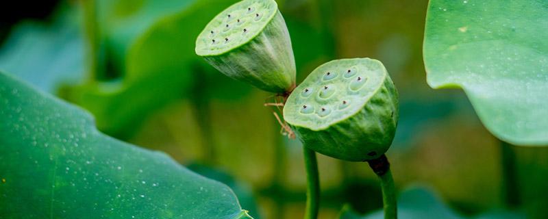 莲蓬吃了有什么好处和坏处 莲蓬吃了会发胖吗