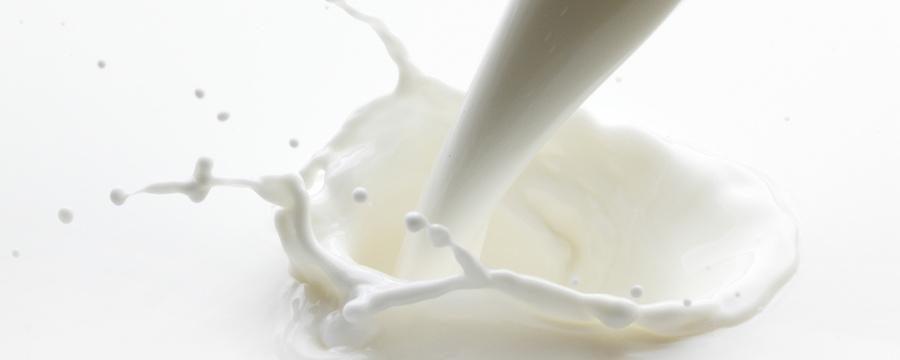 生牛乳能直接做酸奶吗 纯牛奶和鲜牛奶做酸奶的区别
