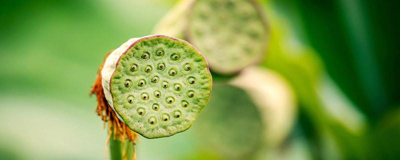 莲蓬不能与什么同食 莲蓬吃了会解药性吗