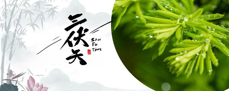 三伏灸和三伏贴可以同时进行吗 三伏灸可以天天灸吗