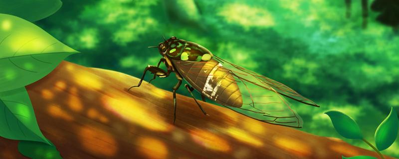 金蝉可以多吃吗 金蝉可以煮着吃吗