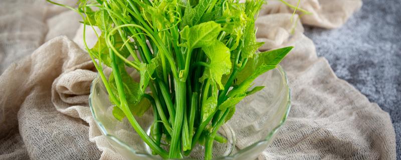 什么人不宜吃南瓜藤 干南瓜藤泡水喝的功效