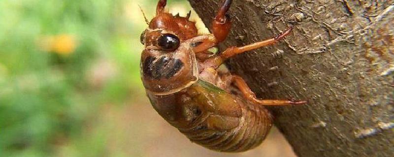 吃知了猴的禁忌 知了猴吃多了好不好
