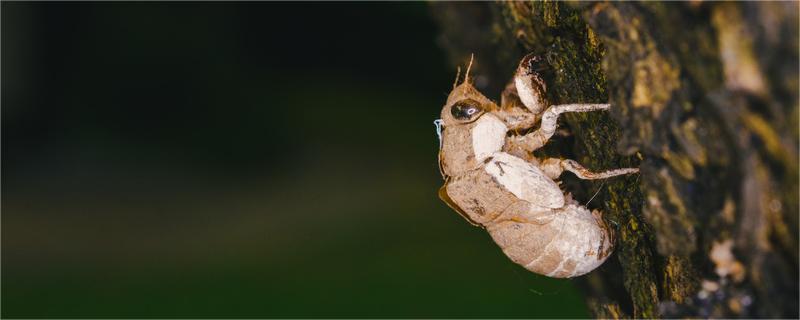 金蝉壳可以泡水喝吗 金蝉壳泡水喝伤胃吗