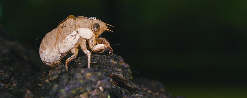 金蝉壳可以泡酒吗 金蝉壳泡酒要去皮吗