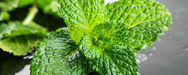 薄荷叶怎么才能晒出青色 薄荷叶子黑了还能吃吗