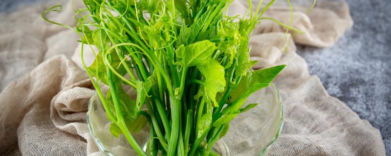 南瓜叶的功效与作用与禁忌 南瓜叶是发物吗