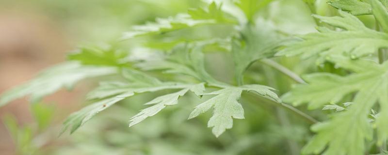 艾叶姜水洗澡的注意事项 艾叶姜水可以天天洗澡吗