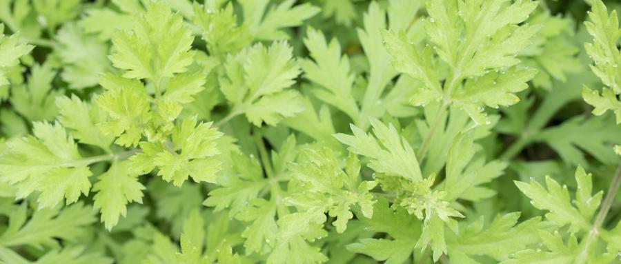 艾草熏房间能驱虫吗 艾草驱虫对什么虫子有效