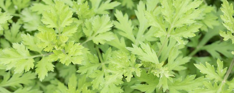 孕妇可以睡艾草枕头吗 艾草枕头可以长期用吗