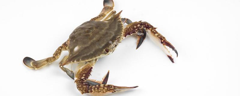 蒸螃蟹需要多长时间冷水还是热水 螃蟹如何清洗处理