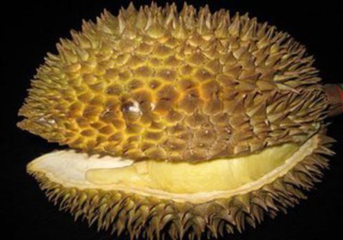 怎样把剥开的榴莲变熟 榴莲没熟打开后怎么办