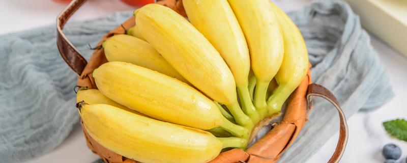 米蕉和什么不能一起吃 小米蕉一天可以吃几个