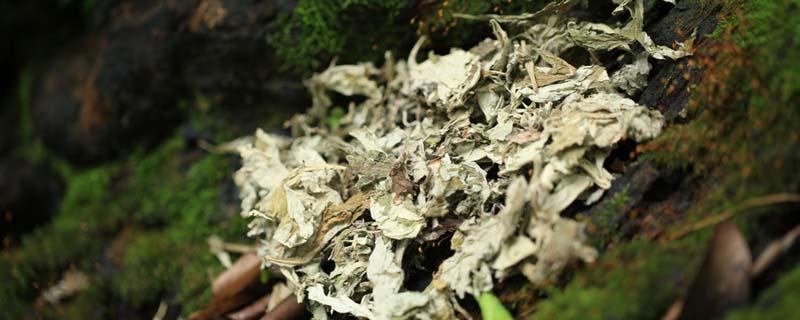 艾叶茶早上喝还是晚上喝好 艾叶茶早上空腹能喝吗