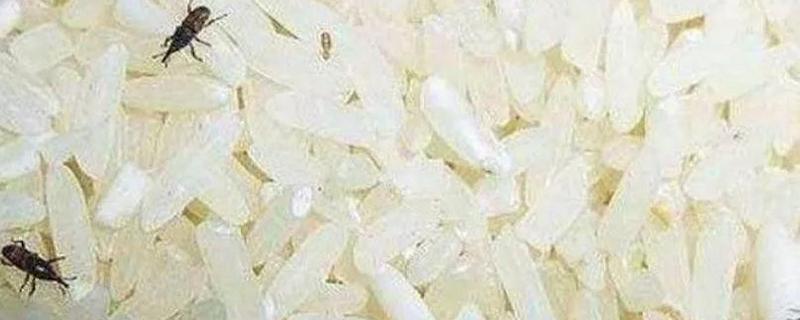 大米长了黑色的虫子还能吃吗 大米长了黑色的虫子怎么去除