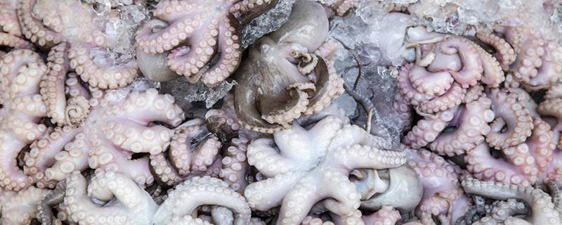 八爪鱼牙齿在哪 八爪鱼牙齿能吃吗