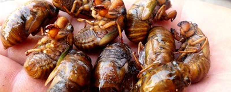 吃知了猴的危害 吃知了猴会发胖吗