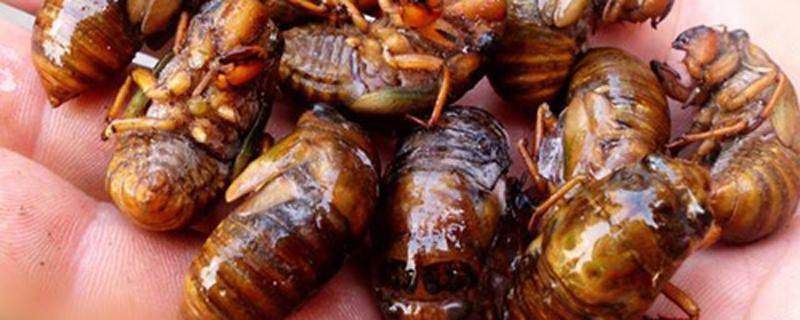 吃金蝉有什么好处和坏处 金蝉可以多吃吗