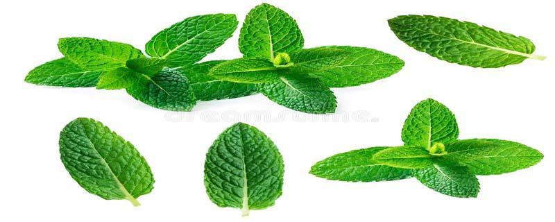 薄荷叶泡水每天可以喝多少 薄荷叶泡水能天天喝吗