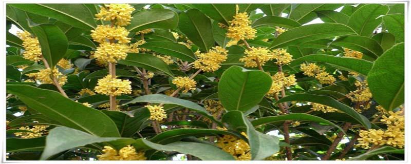 桂花泡茶喝有什么好处 桂花泡茶用干的还是鲜的好