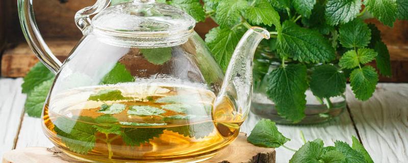 薄荷叶泡水对胃好吗 胃寒能喝薄荷叶泡水吗