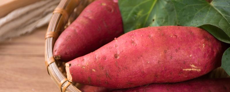 吃红薯胃反酸怎么回事 红薯吃了会胀气吗