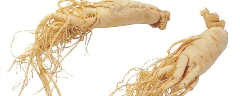 鲜人参高血压可以吃吗 鲜人参怎么吃效果最好