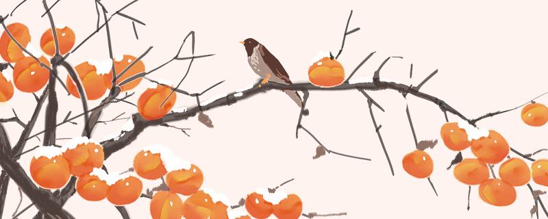 来大姨妈可吃柿子吗 柿子凉性的还是热性的