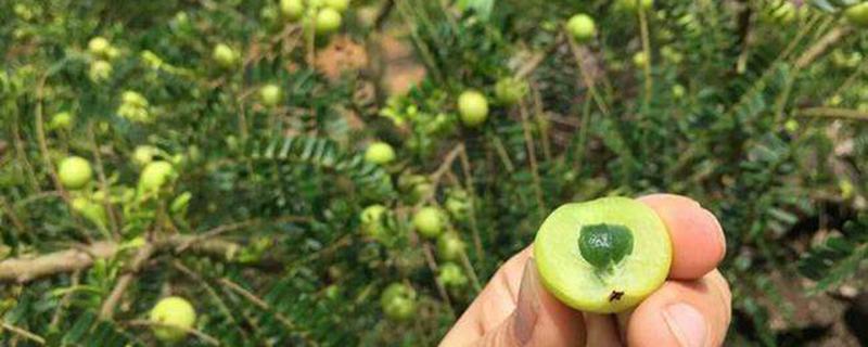 余甘果可以晒干保存吗 新鲜的余甘果能保存多久