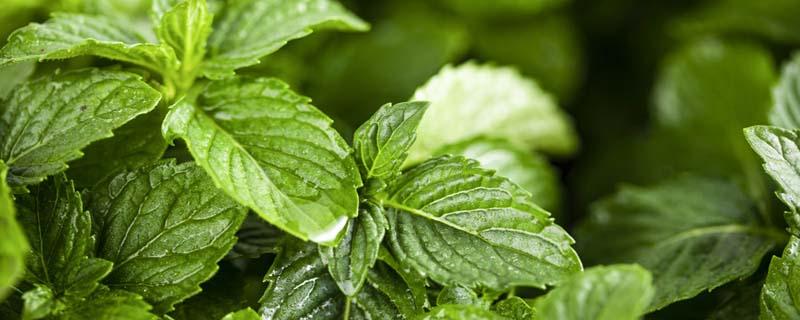 薄荷叶可以加什么泡水 薄荷泡水用开水还是冷水泡