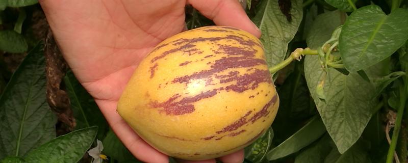 人参果吃了会不会上火 上火了可以吃人参果吗