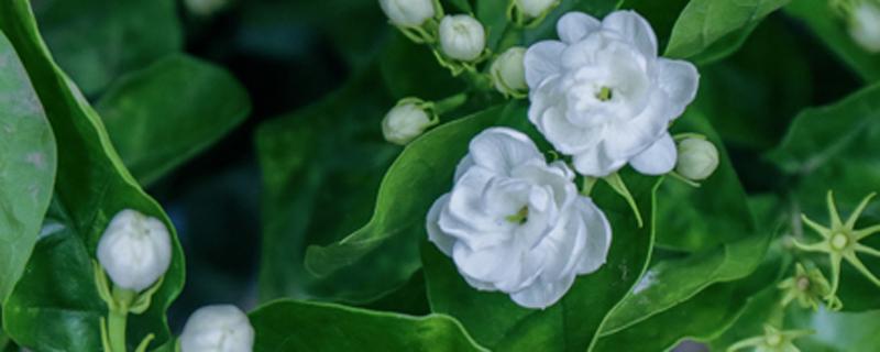 新鲜茉莉花可以食用吗 新鲜茉莉花可以直接泡水喝吗