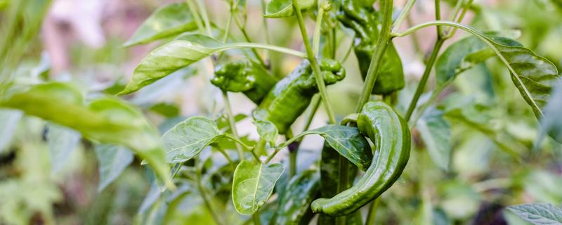 辣椒对人体有什么好处和坏处 辣椒可以去除身体的湿气吗