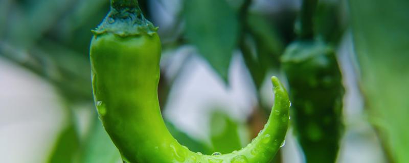 辣椒辣的手疼怎么办 辣椒要晒几天才干